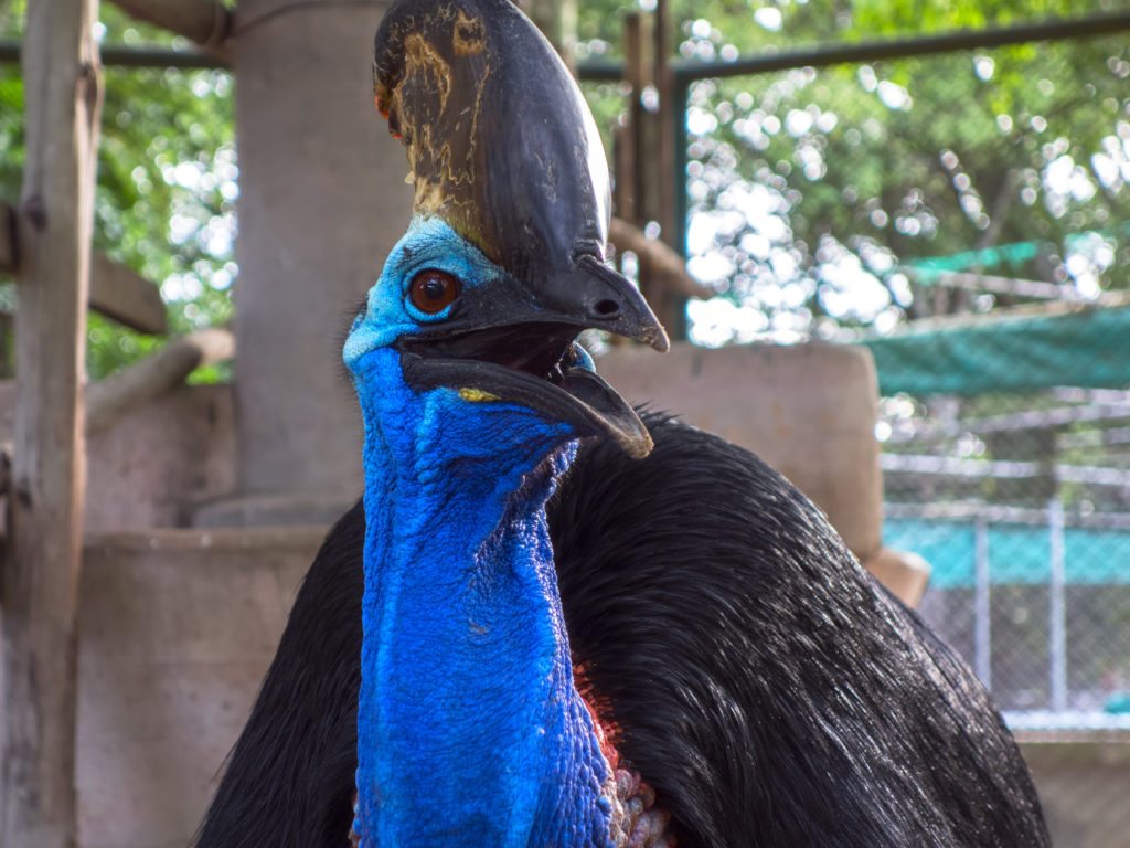 Southern Cassowary Casuarius casuarius. A very Dangous bird!